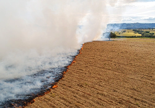 Wildfire