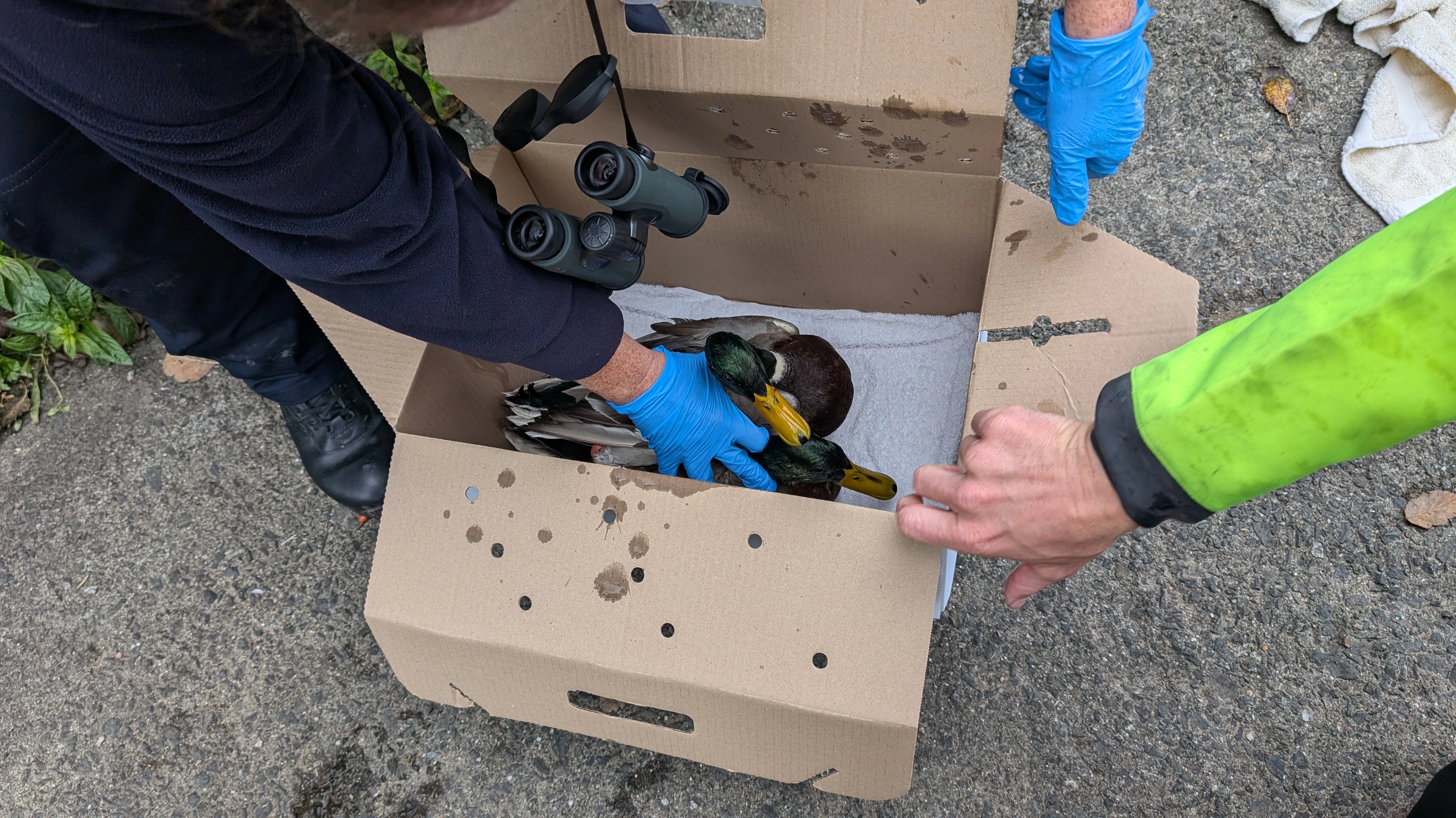 Duck Rescue 02
