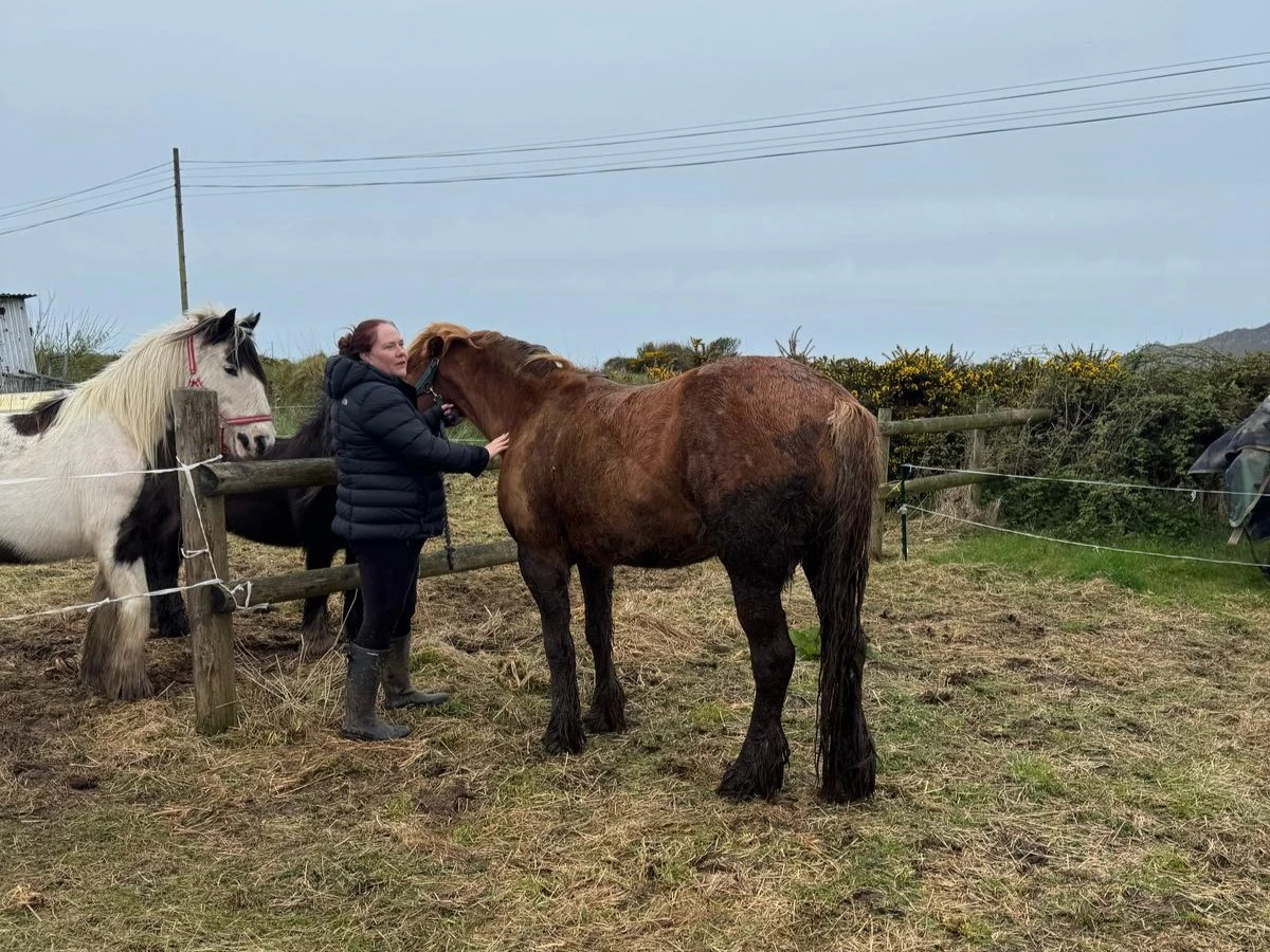 Caerfarchell Horse Rescue 03