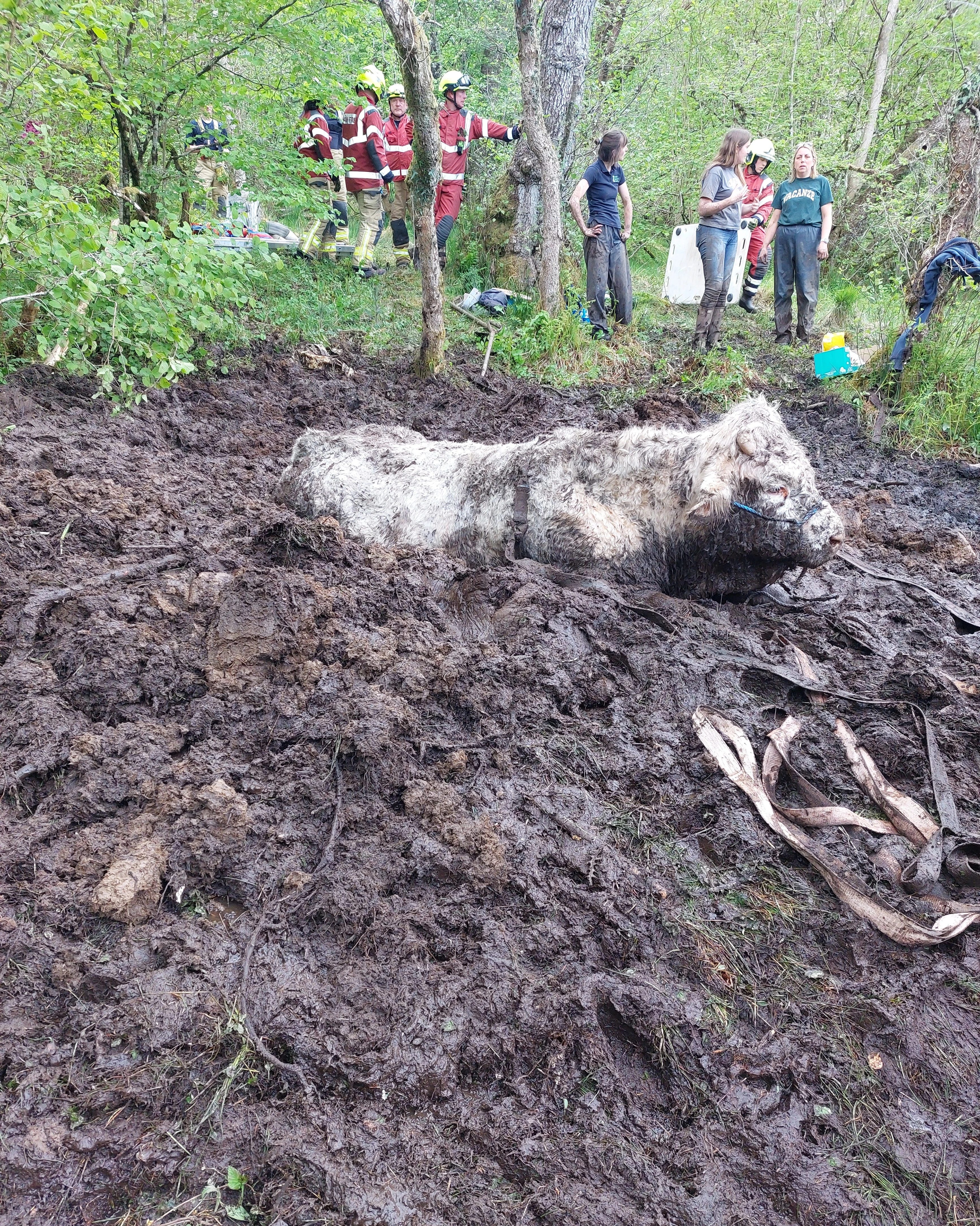 Bull Rescue 04 (1)