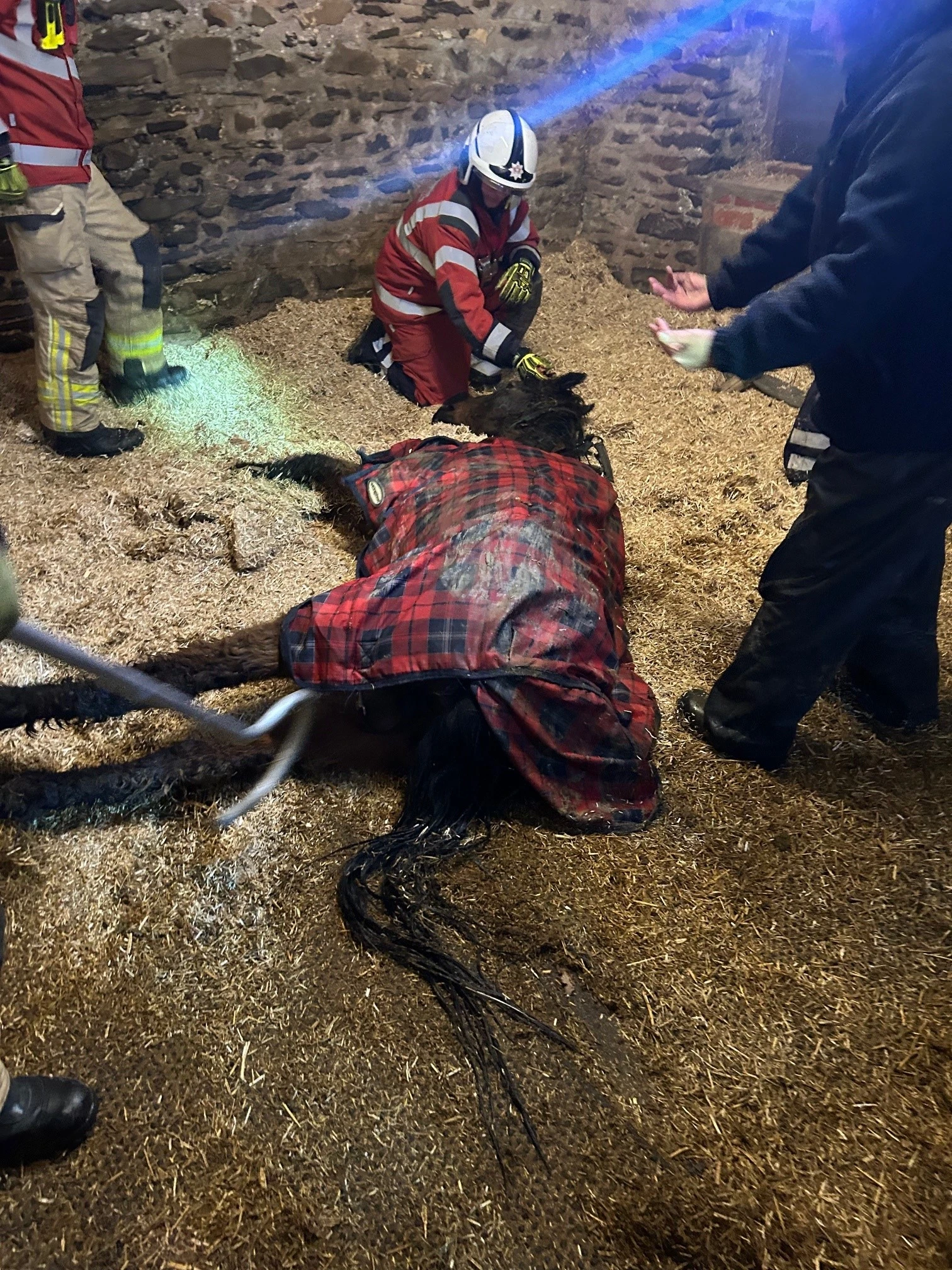 Lampeter Horse Rescue 05
