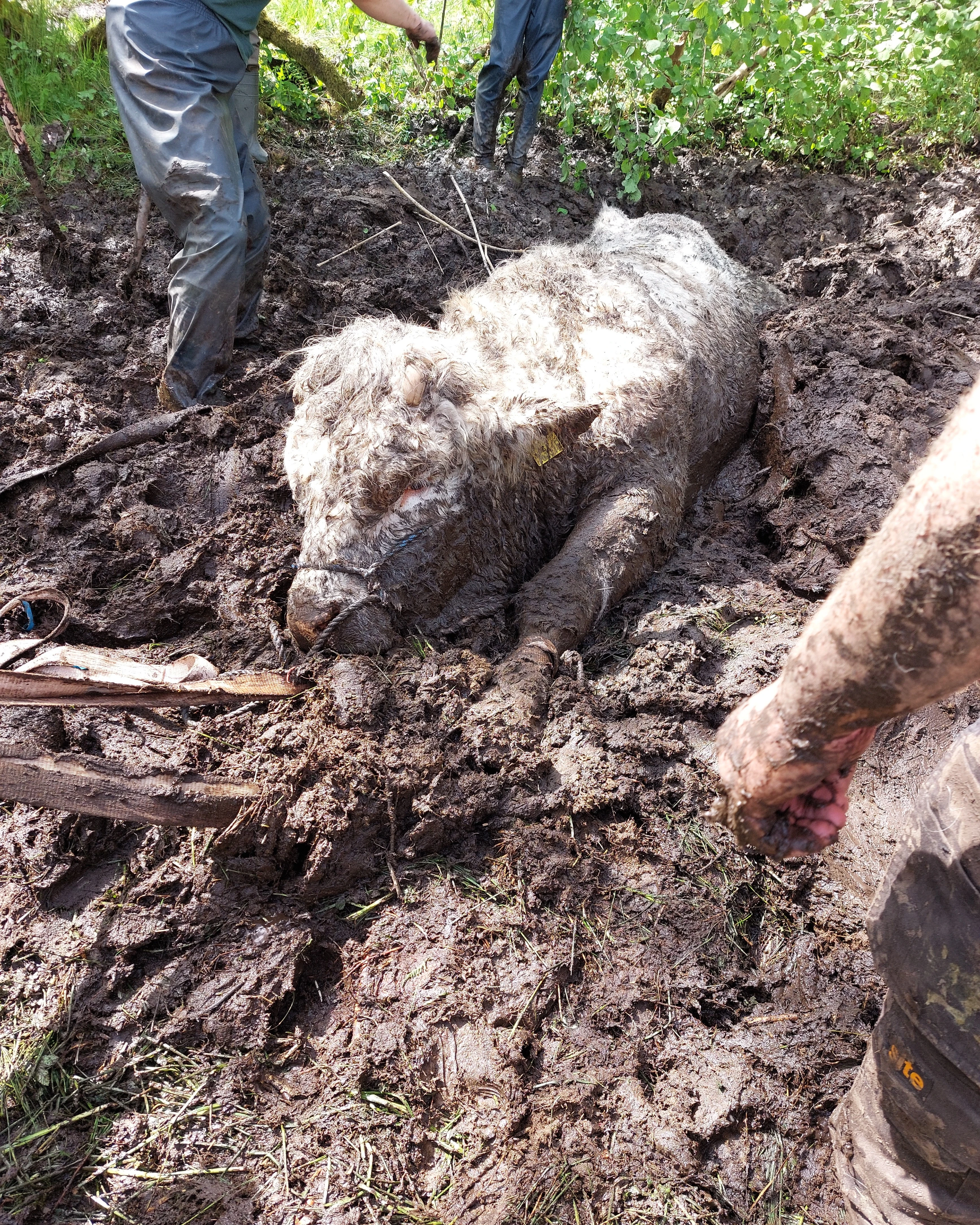 Bull Rescue 03 (1)