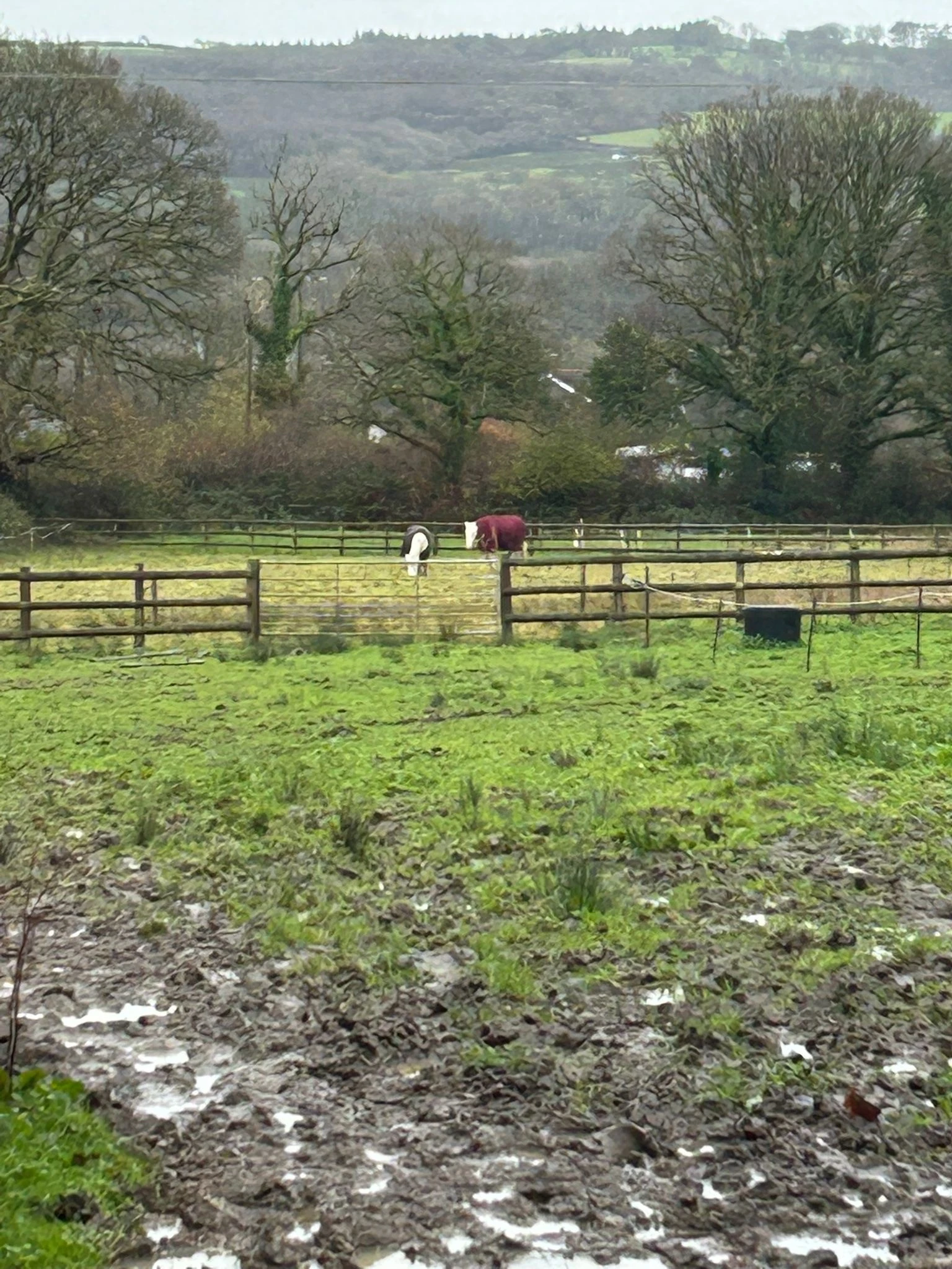Horse Rescue 05