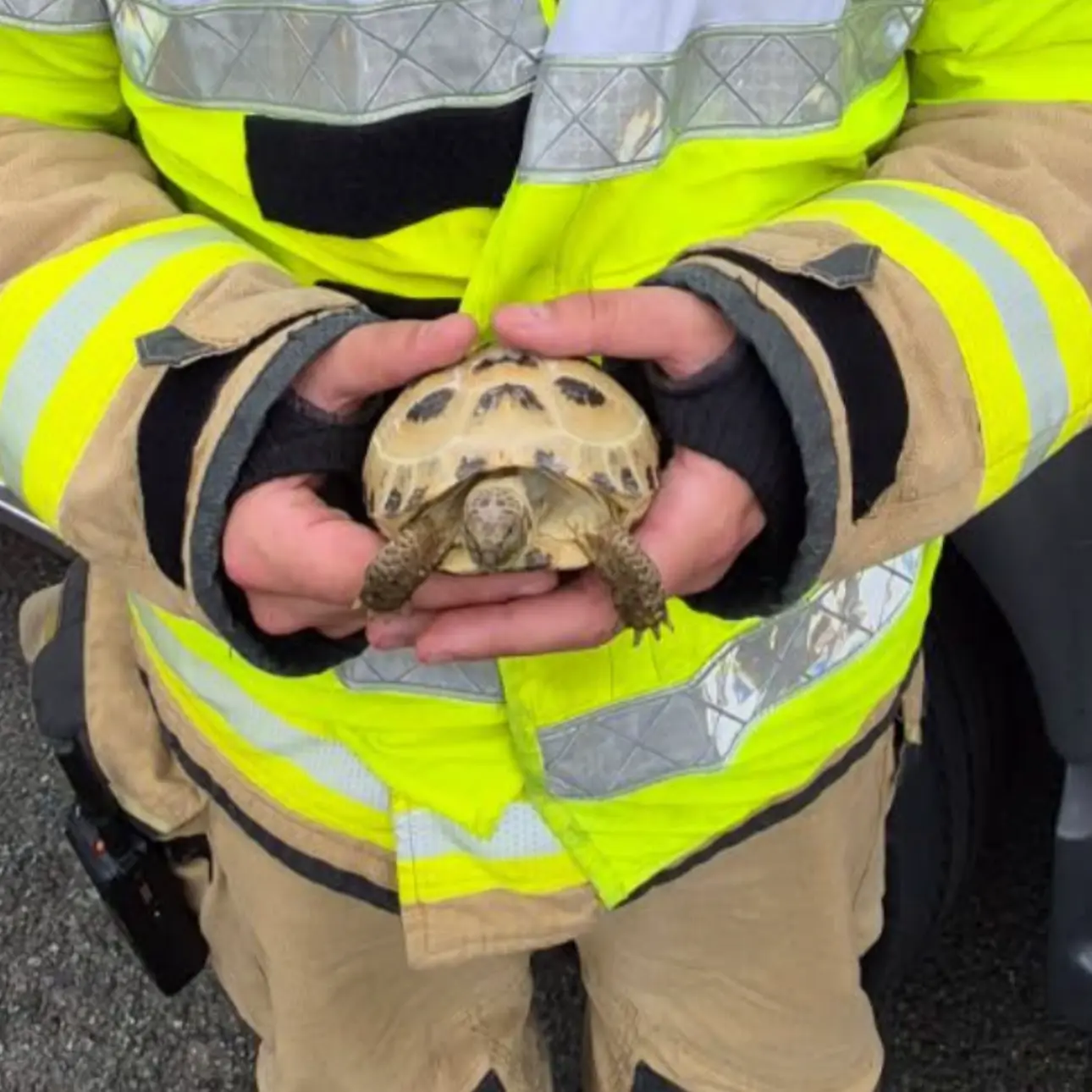 Tortoise Rescue 02.Jpg