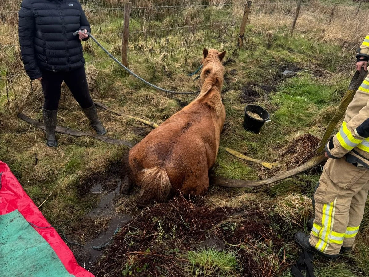 Caerfarchell Horse Rescue 02