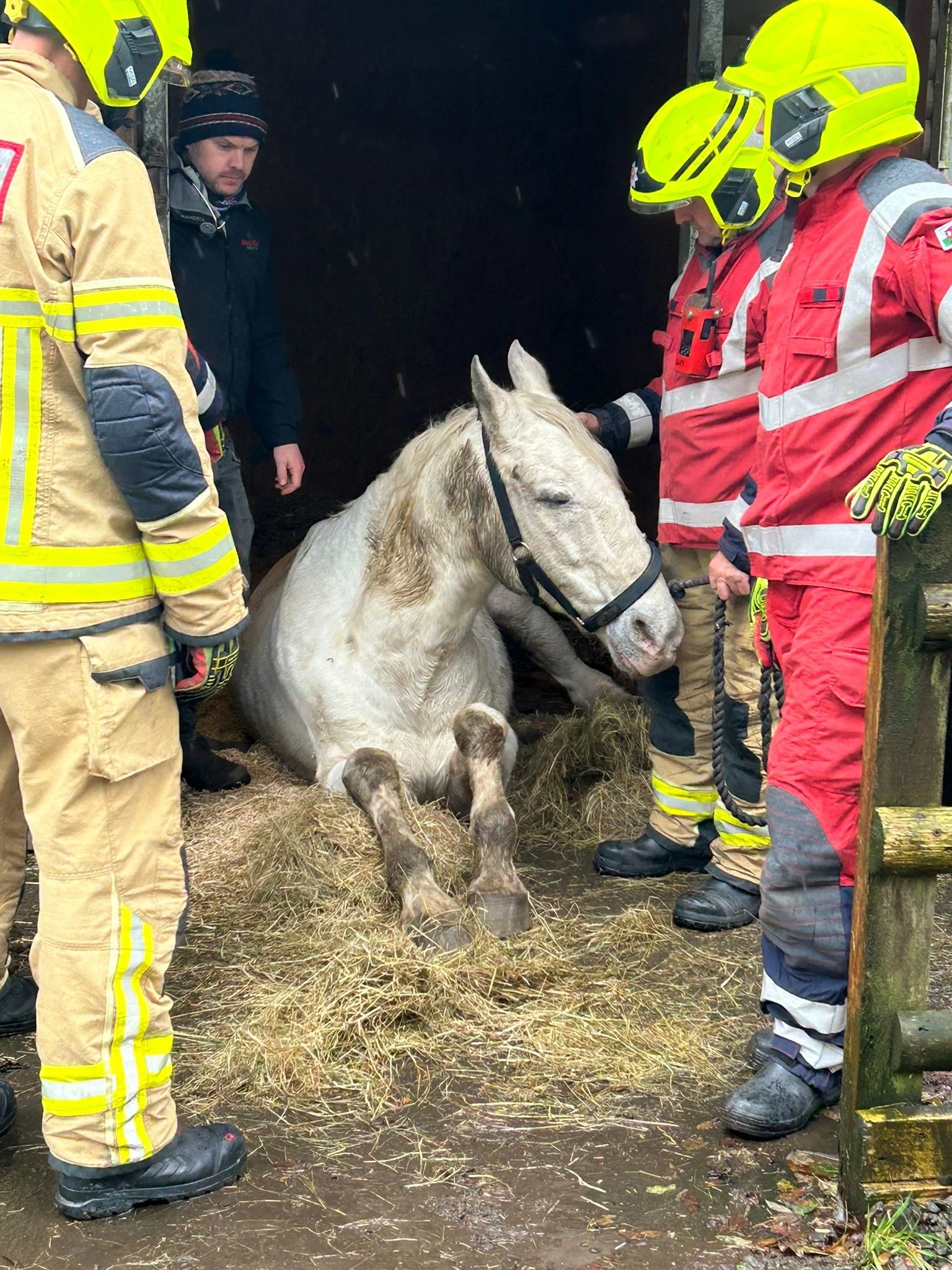Horse Rescue 02