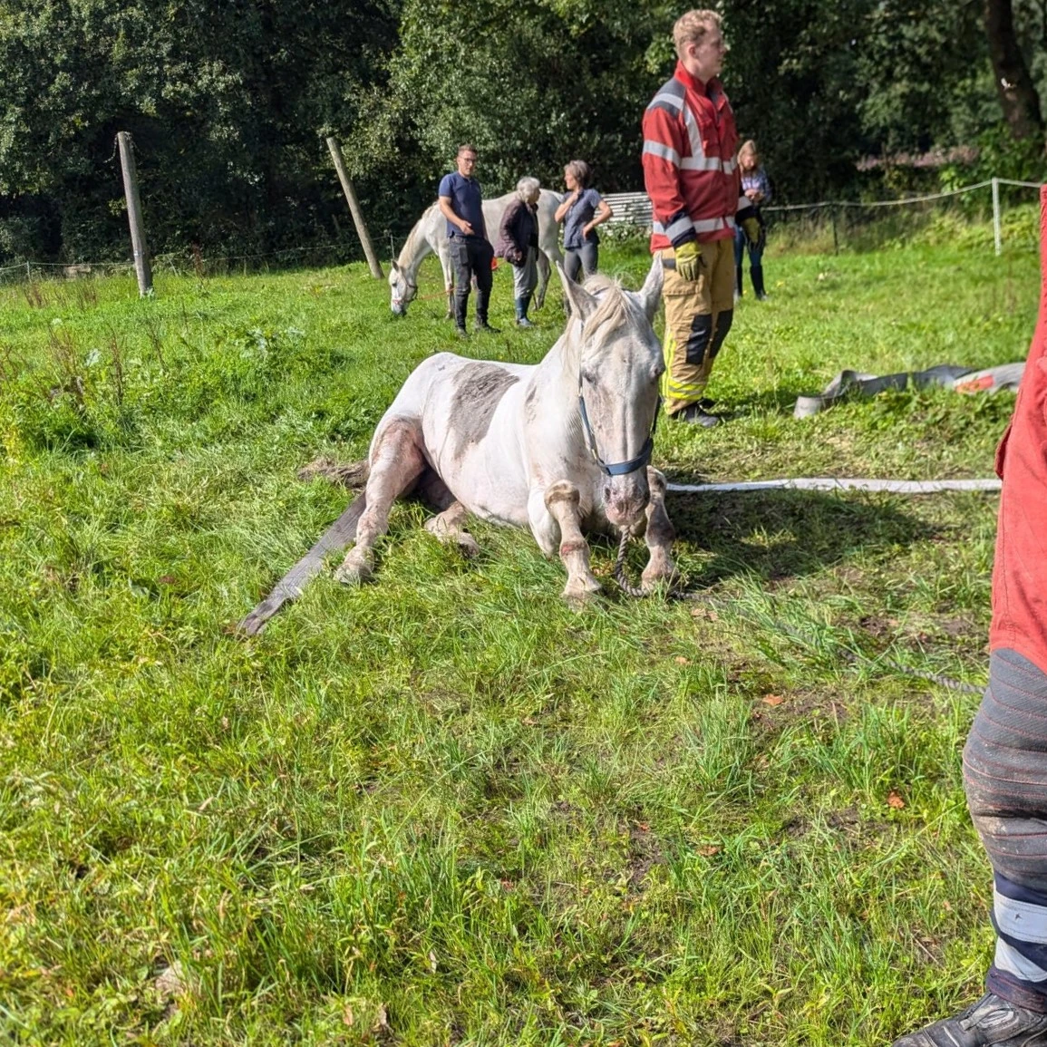 Horse Rescue 01